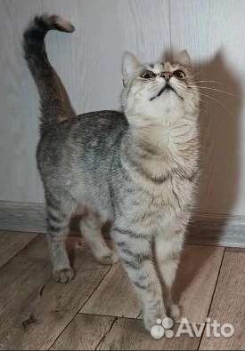 Кошка в дар