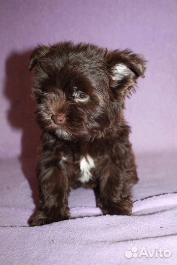 Йоркширский терьер