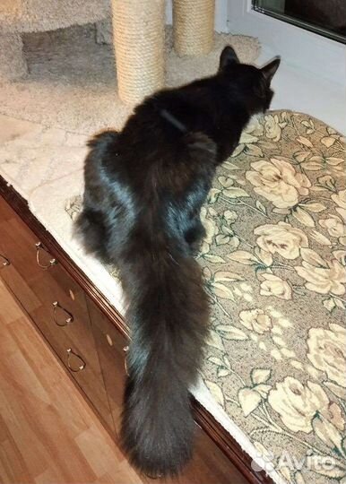 Отдам кота в добрые руки