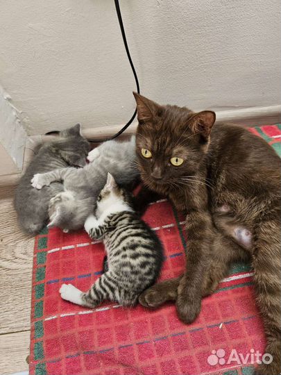 Котята 1 месяц