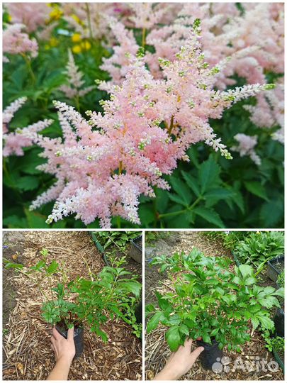 Астильба, лаванда, живучка, герань, арабис