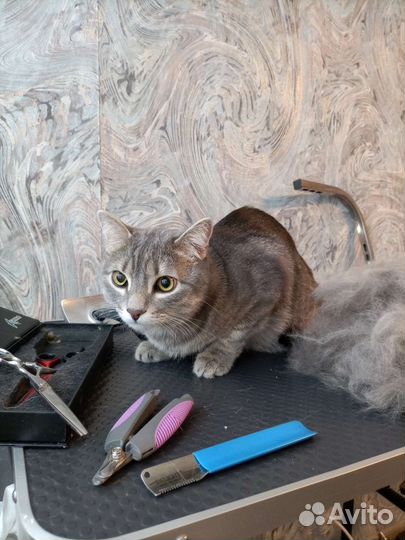 Стрижка кошек