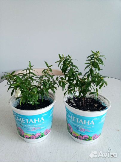 Мирт мелколистный