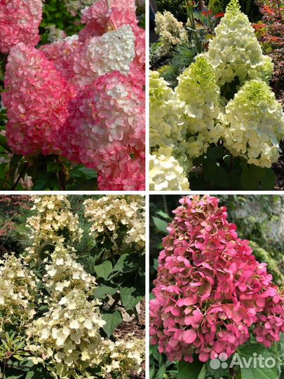 Метельчатые гортензии опт, розница