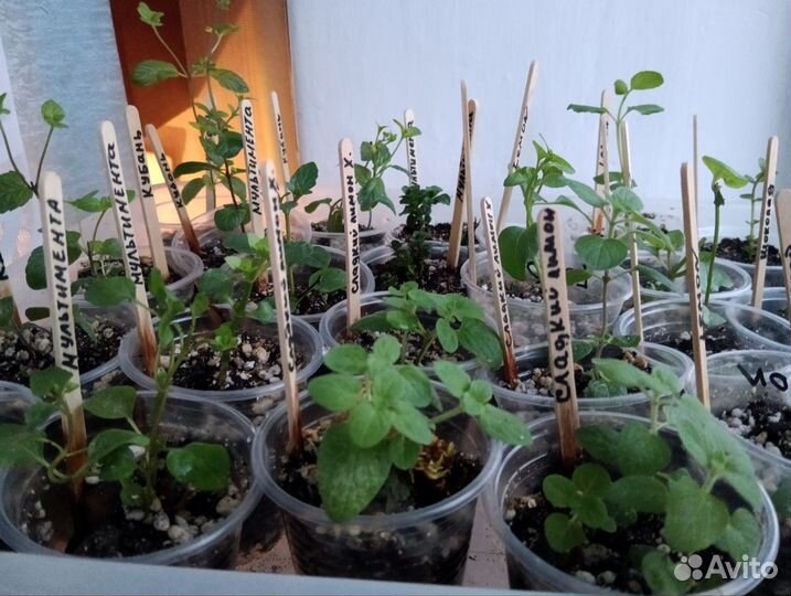 Мята сортовая, более 100 сортов