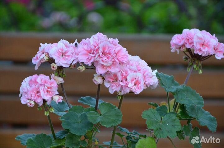 Пеларгония, герань, миниатюрные герани