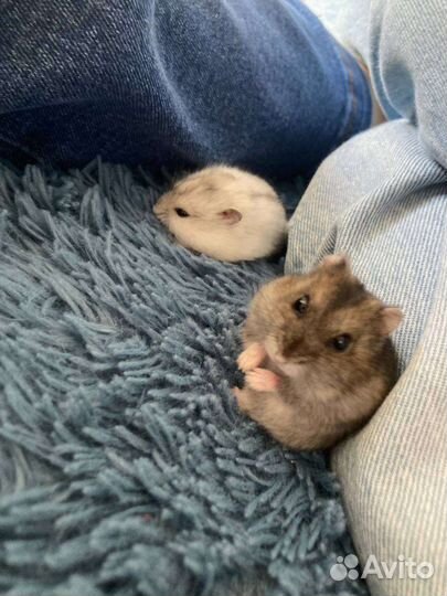 Джунгарики