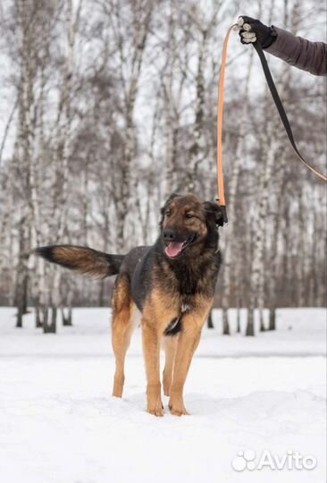 Зира - метис малинуа