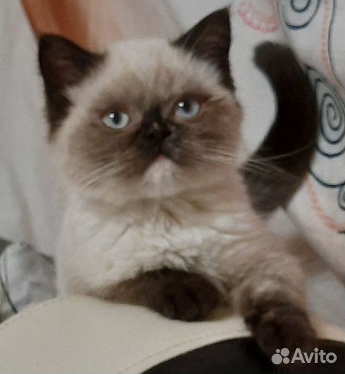 Кошка в дар бесплатно,Стерилизованная