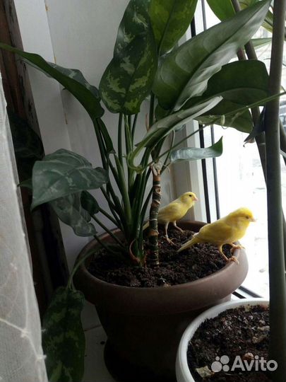 Продам канареек и кенарей