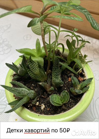 Хавортия и алое