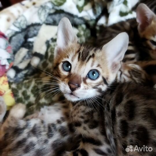 Бенгальские котята