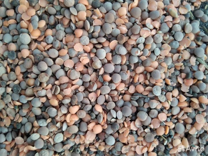 Чечевица отходы