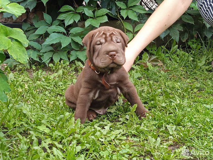 Щенок породы шарпей