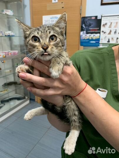 Отдам в добрые руки котеночка