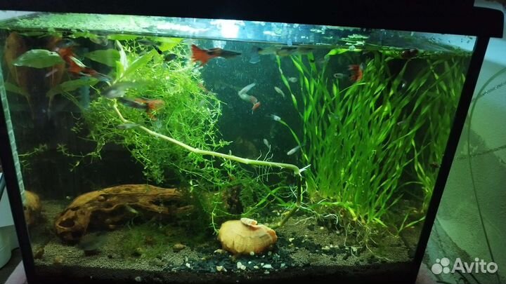 Мальки гуппи