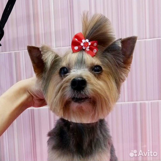 Груминг-стрижка-передержка декоративных пород