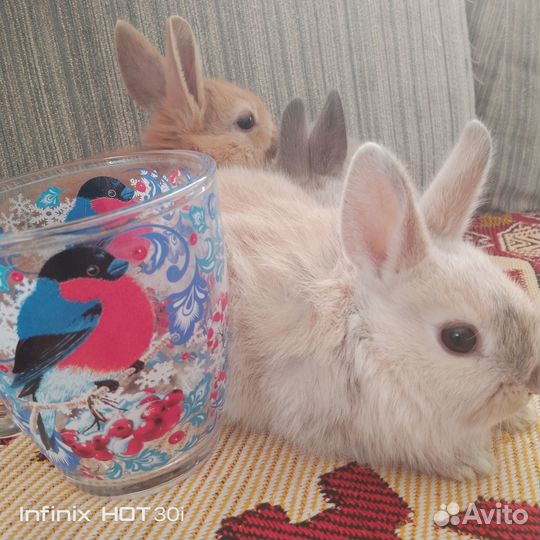 Декоративные кролики