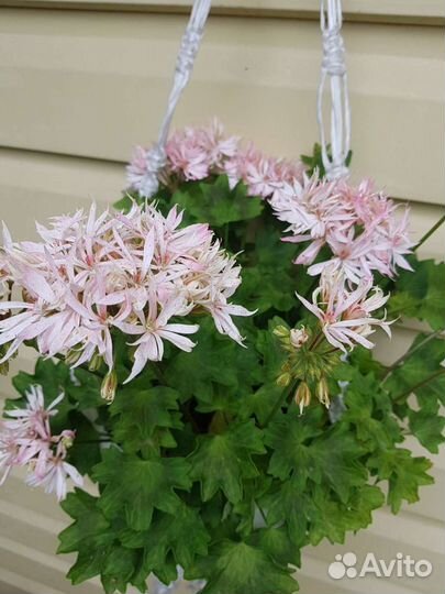 Пеларгония герань