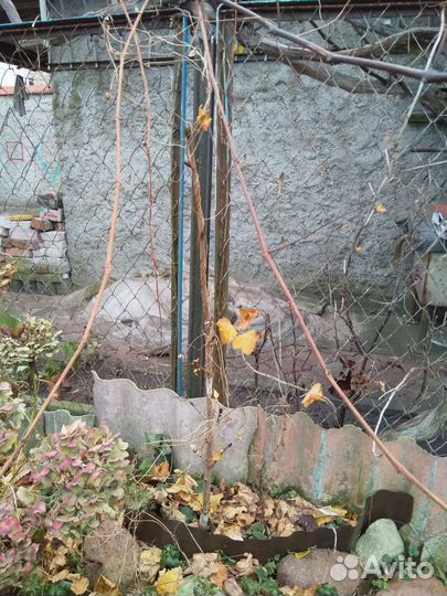 Саженцы каштана конского