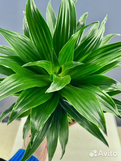 Драцена фрагранс компакта d17 h45