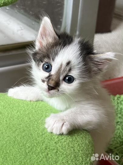 Котенок Клякса