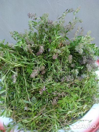 Краснодарский чабрец,урц