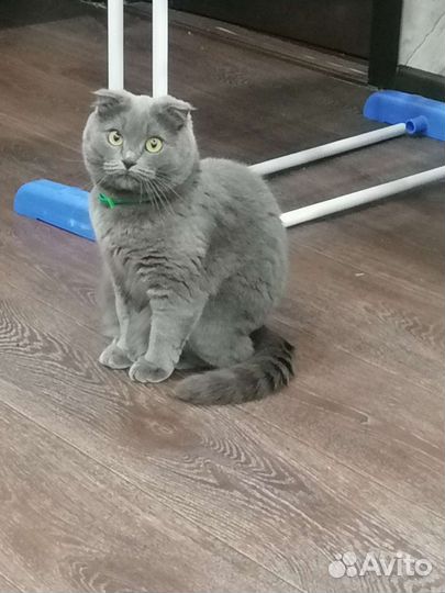 Шотландская вислоухая