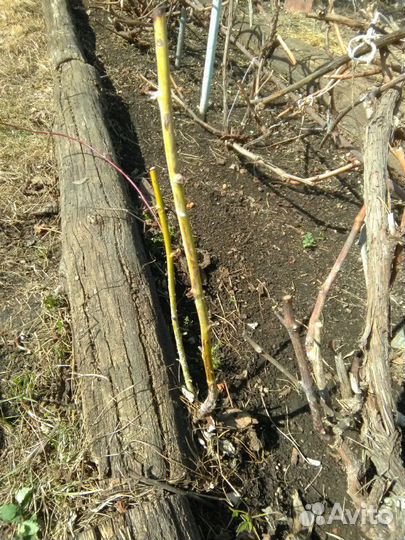 Малина чёрная 