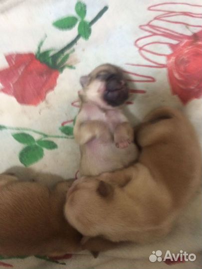 Щенки пекинеса