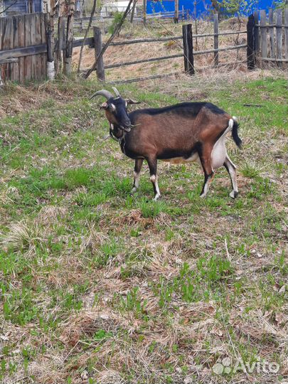 Продам коз
