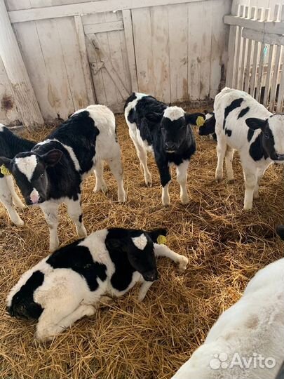 Телочки и бычки