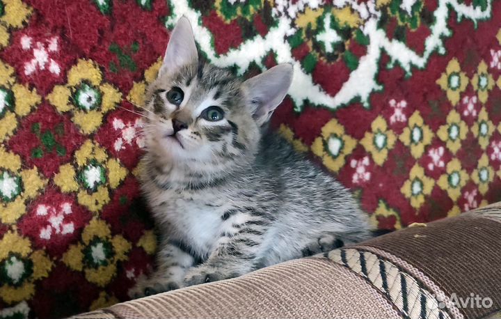 Котята в Красноусольском