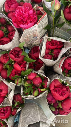 Пионы цветы букет Москва доставка цветочный магази