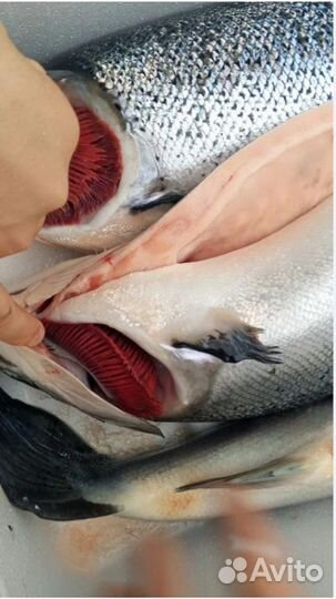 Свежая рыба форель