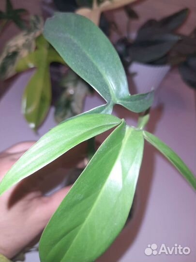 Филодендроны Аглаонемы