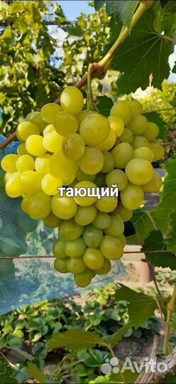 Саженцы винограда и гибридные формы