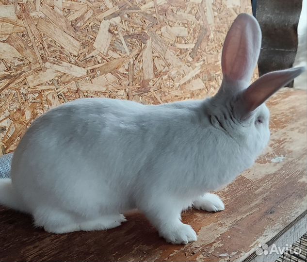 Самцы белого паннона