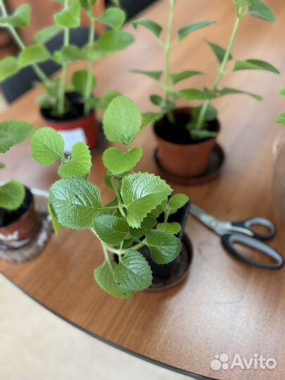 Плектрантус (комнатная мята)