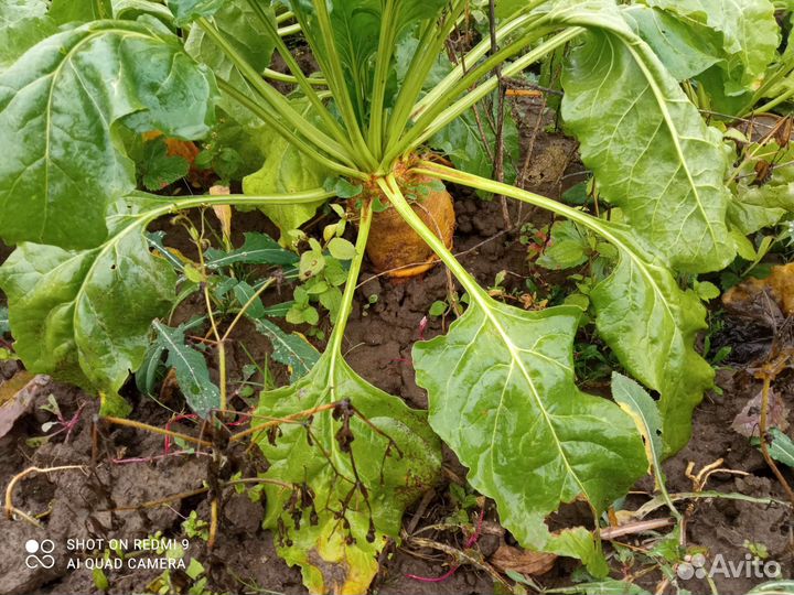 Семена Кормовой свеклы