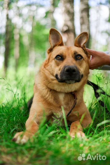 Собака улыбака из приюта в дар