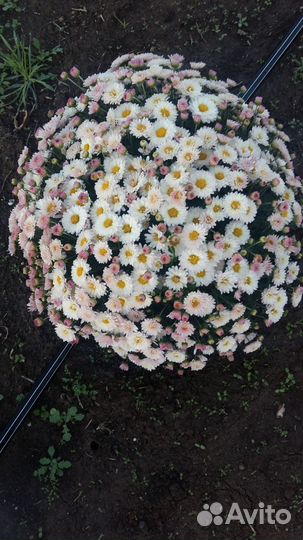 Хризантемы мультифлора