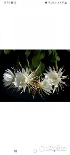 Эпифиллум Оксипеталлум, и красный и розовый