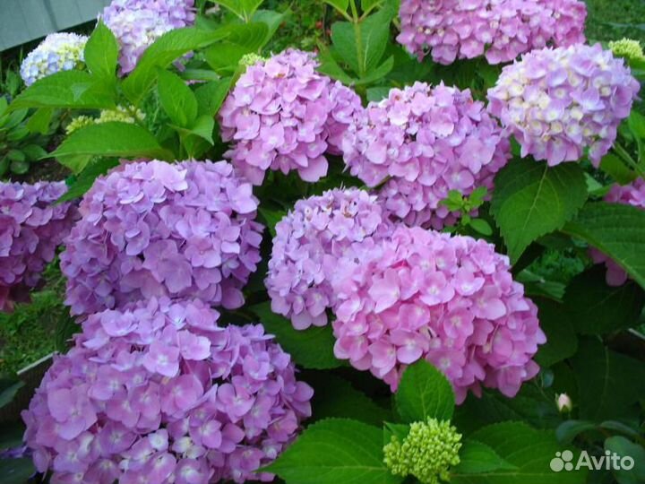 Гортензия Бесконечное лето