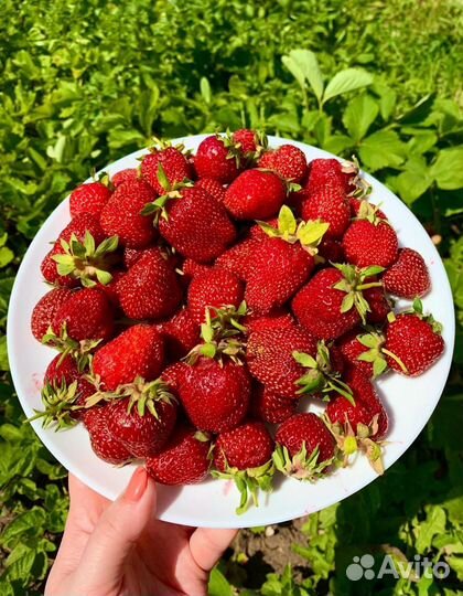 Рассада клубники