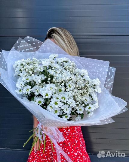 Хризантема ромашка