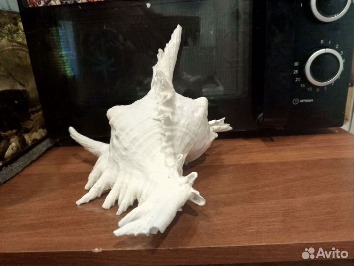 Ракушка морская большая белая