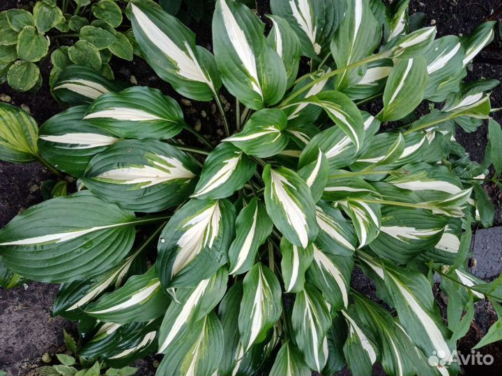 Хоста, и другие садовые растения