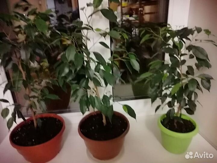 Комнатные цветы