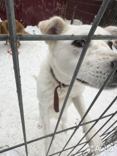 Собака в дар